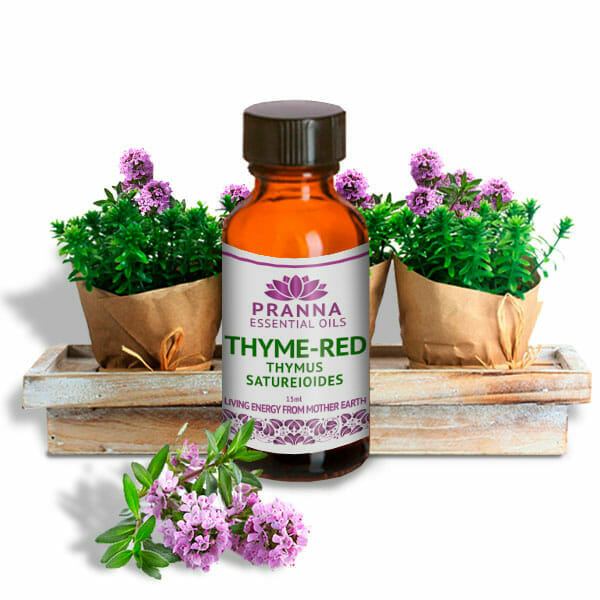 THYME-RED