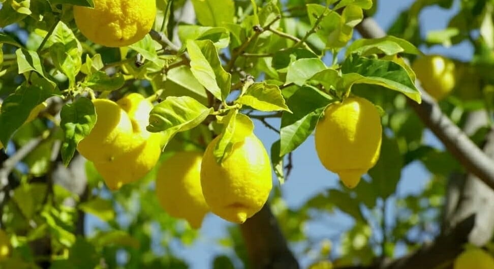 lemon tree essential oil